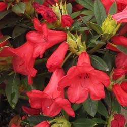 Rhododendron rouge 'Elisabeth'